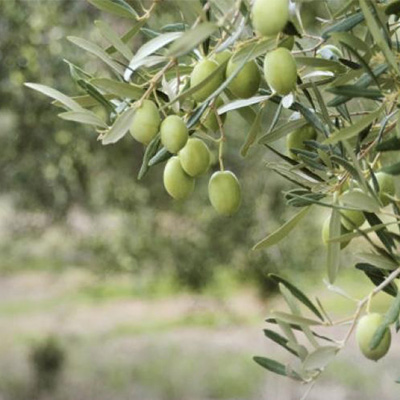 Taste%20My%20Greece